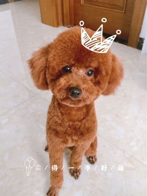 赤峰寵物寵物店電話號碼多少-第1張圖片