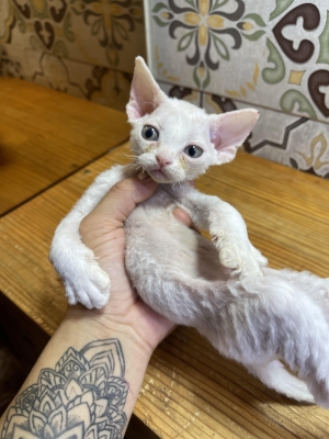 赤峰繁育貓舍電話多少號碼-第1張圖片