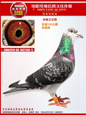 赤峰鴿子糧食批發(fā)電話多少號-第1張圖片