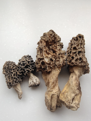 赤峰收購羊肚菌廠家電話號碼-第1張圖片