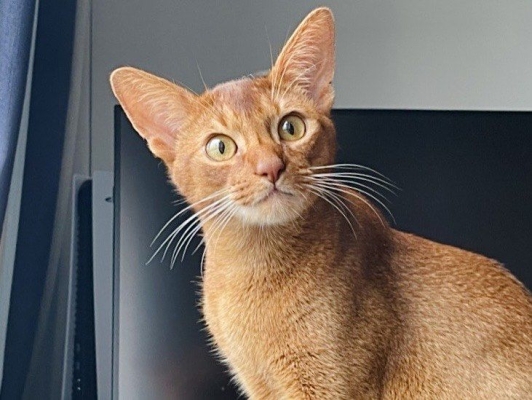 赤峰喵咪蛋糕店地址電話號碼-第1張圖片