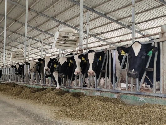 赤峰康貝奶牛場(chǎng)電話地址查詢-第1張圖片