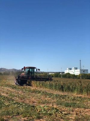 赤峰收購皂角樹電話多少號-第1張圖片