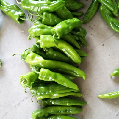 赤峰市辣椒代辦公司電話(huà)號(hào)碼-第1張圖片