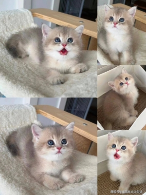 赤峰貓繁殖基地電話多少號-第1張圖片