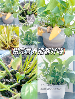 赤峰植物營養(yǎng)液廠家電話號(hào)碼-第1張圖片