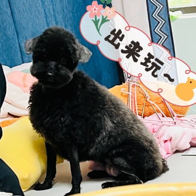 赤峰市天山寵物店電話號碼-第1張圖片