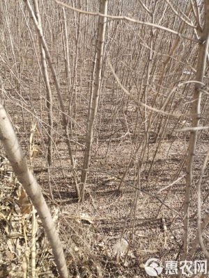 赤峰刺兒槐苗供應(yīng)商電話號(hào)碼-第1張圖片