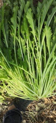 赤峰雪菜批發(fā)電話號(hào)碼多少-第1張圖片