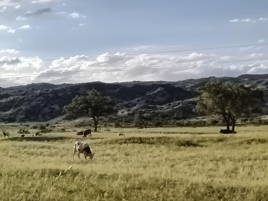 赤峰原藝奶糖廠地址電話號(hào)碼-第1張圖片
