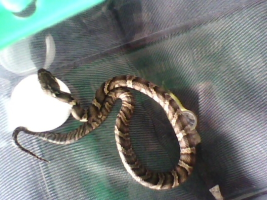 赤峰蒙族戒指批發(fā)市場電話號碼-第1張圖片