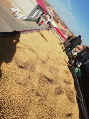 赤峰大豆補(bǔ)貼多少錢(qián)一畝-第1張圖片