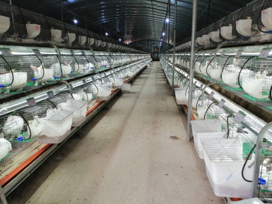 赤峰兔寶寶基地電話號碼查詢-第1張圖片