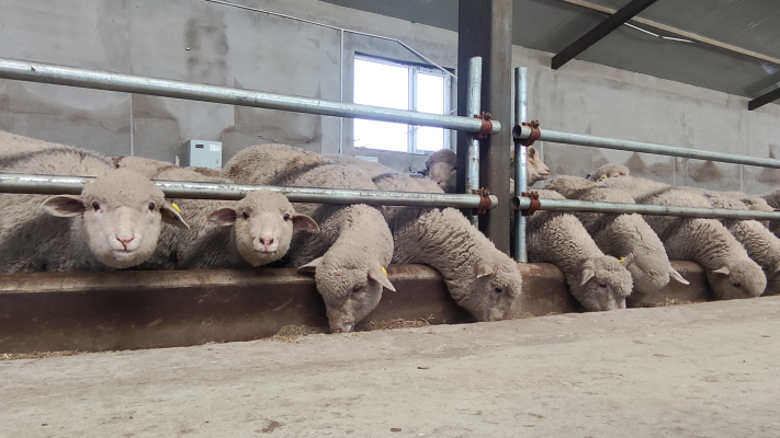 赤峰附近適合養(yǎng)殖的牧場-第1張圖片