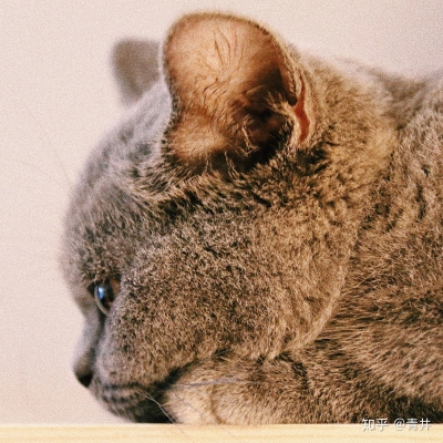 赤峰收寵物貓電話號碼是多少-第1張圖片