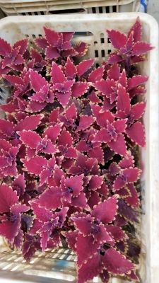 赤峰彩葉草種子批發(fā)電話號碼-第1張圖片