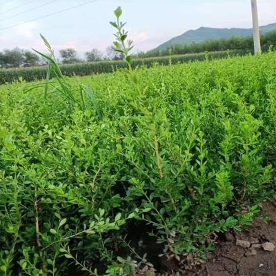 赤峰鑫鑫苗木有限公司電話號碼-第1張圖片