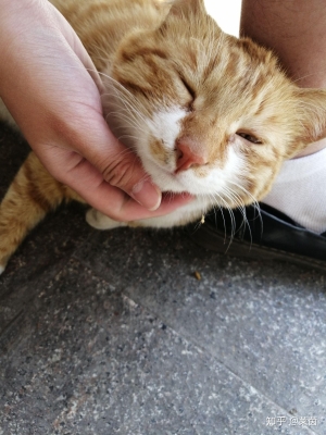 赤峰小土貓售賣店電話多少號-第1張圖片