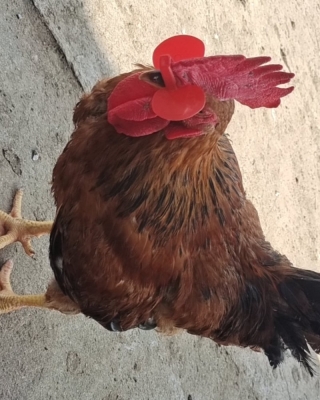 赤峰批發(fā)笨公雞的電話號碼是多少-第1張圖片