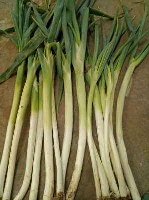 內(nèi)蒙赤峰附近收蔥老板的電話是多少-第1張圖片