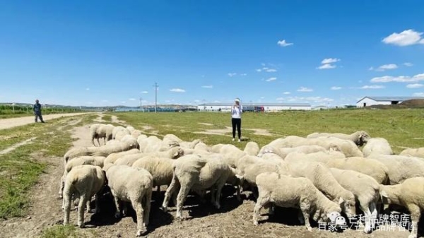 赤峰進口牛羊批發(fā)市場電話號碼-第1張圖片