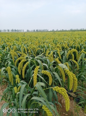 赤峰手機批發(fā)商電話是多少號-第1張圖片