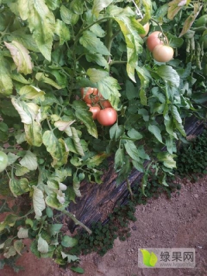 赤峰市大廟柿子批發(fā)電話號碼-第1張圖片