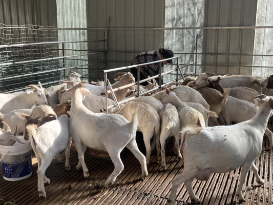 赤峰養(yǎng)羊剛子廠家電話號(hào)碼-第1張圖片