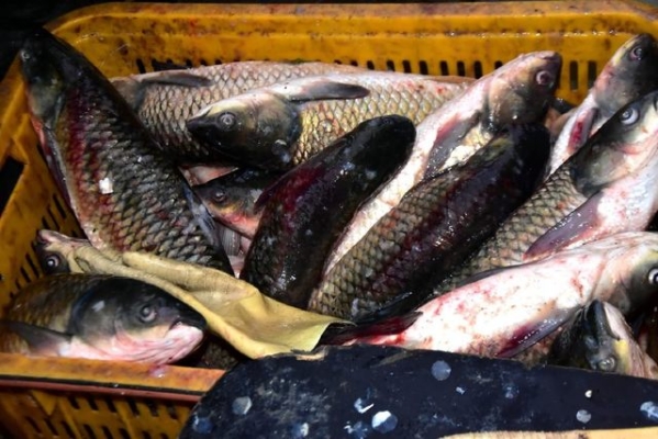 赤峰海水魚工作室電話號碼-第1張圖片