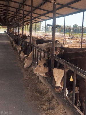 內(nèi)蒙古赤峰養(yǎng)牛場電話號碼-第1張圖片