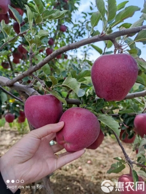 赤峰采摘蘋果園電話號碼多少-第1張圖片