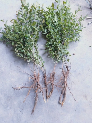 赤峰高紅鈣果基地電話號碼-第1張圖片