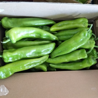 赤峰蔬菜基地電話號(hào)碼多少-第1張圖片