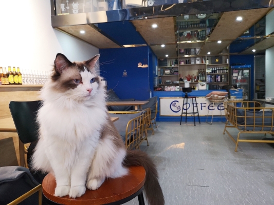 赤峰貓咪咖啡廳電話多少號-第1張圖片