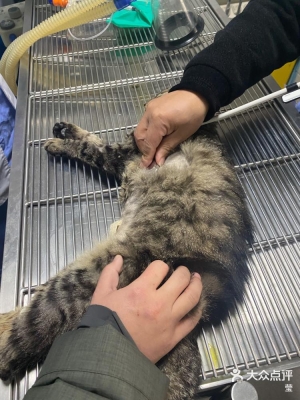 赤峰市火化寵物醫(yī)院電話號(hào)碼-第1張圖片