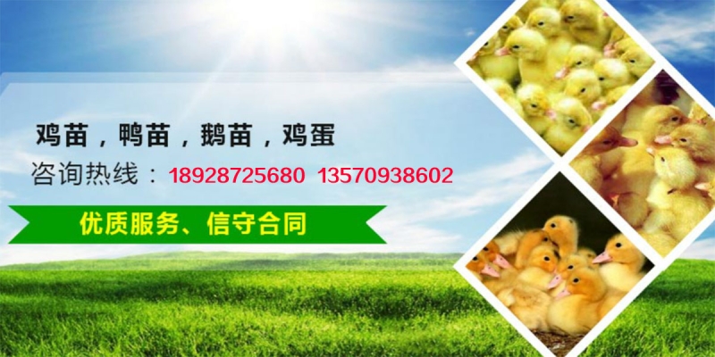 赤峰鴨苗養(yǎng)殖場電話多少號-第1張圖片