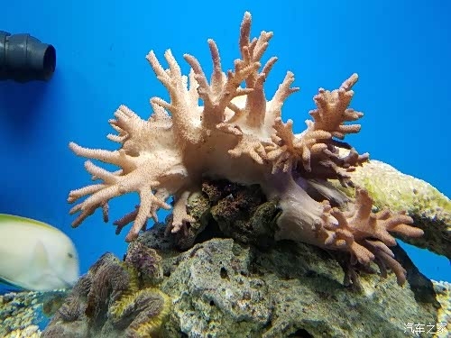 赤峰水族批發(fā)市場電話號碼-第1張圖片