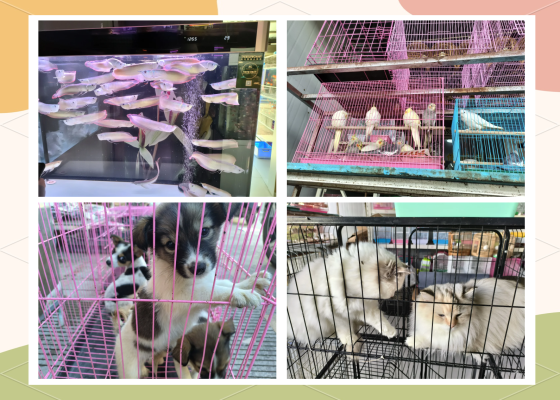 赤峰哇塞寵物店地址電話號碼-第1張圖片