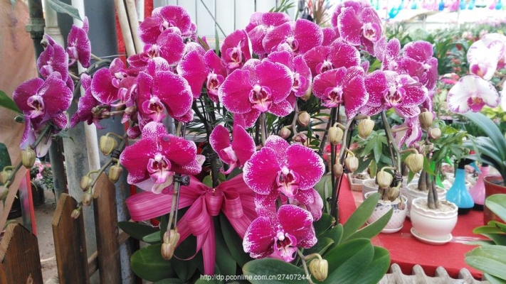 赤峰玫瑰花卉市場電話號碼-第1張圖片