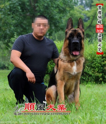 赤峰寵物犬舍地址電話號(hào)碼-第1張圖片