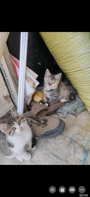 內(nèi)蒙古赤峰貓咪領(lǐng)養(yǎng)電話號(hào)碼-第1張圖片