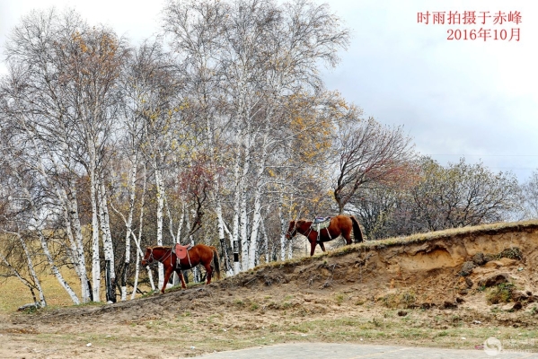赤峰染發(fā)劑凝珠價格-第1張圖片