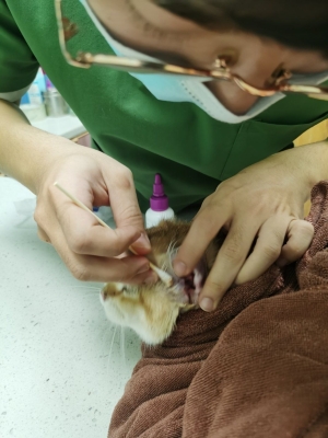 赤峰平莊寵物醫(yī)院電話號碼-第1張圖片