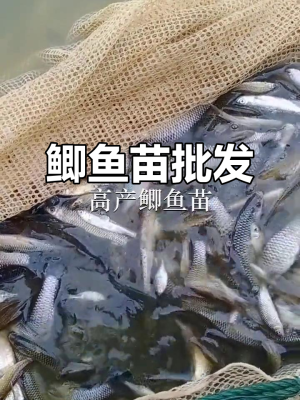 赤峰鯽魚苗子批發(fā)電話地址-第1張圖片