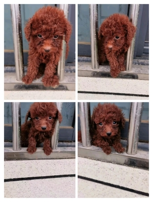 赤峰收狗同城電話多少號(hào)-第1張圖片