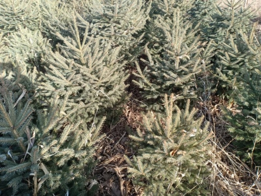 赤峰云杉折扣店電話地址查詢(xún)-第1張圖片