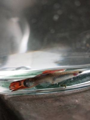 赤峰附近撈魚玩具店電話號碼-第1張圖片