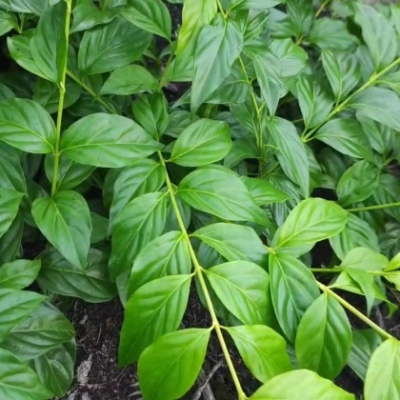 赤峰藤倉病院電話號(hào)碼是多少-第1張圖片