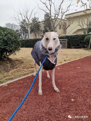 赤峰領(lǐng)養(yǎng)靈緹電話號(hào)碼查詢-第1張圖片