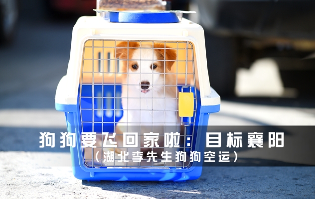 赤峰市狗狗托運(yùn)公司電話號(hào)碼-第1張圖片